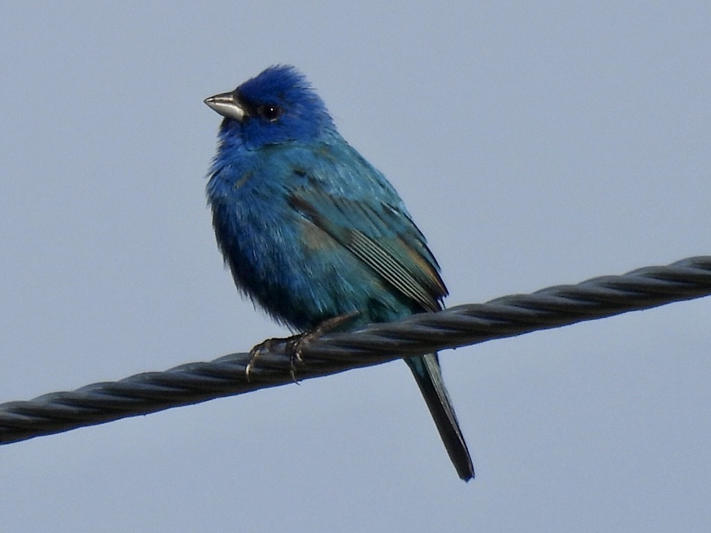 Indigo Bunting - Kelly Burke