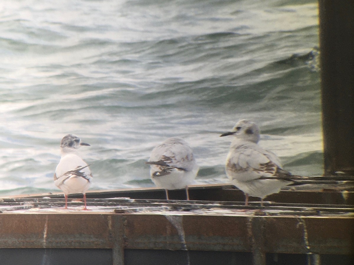 Gaviota Enana - ML618955787