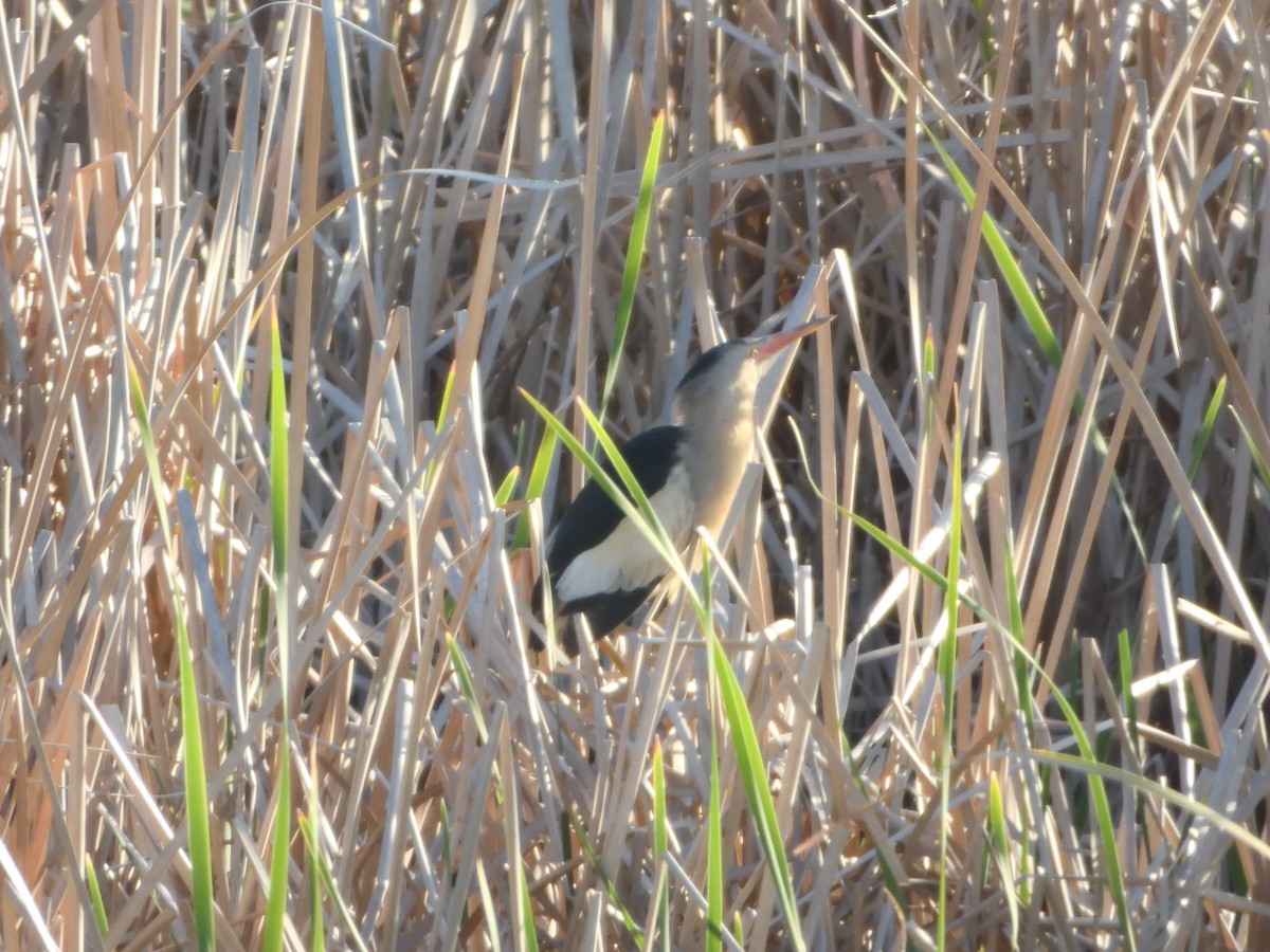 Little Bittern - Miguel Martín Jiménez