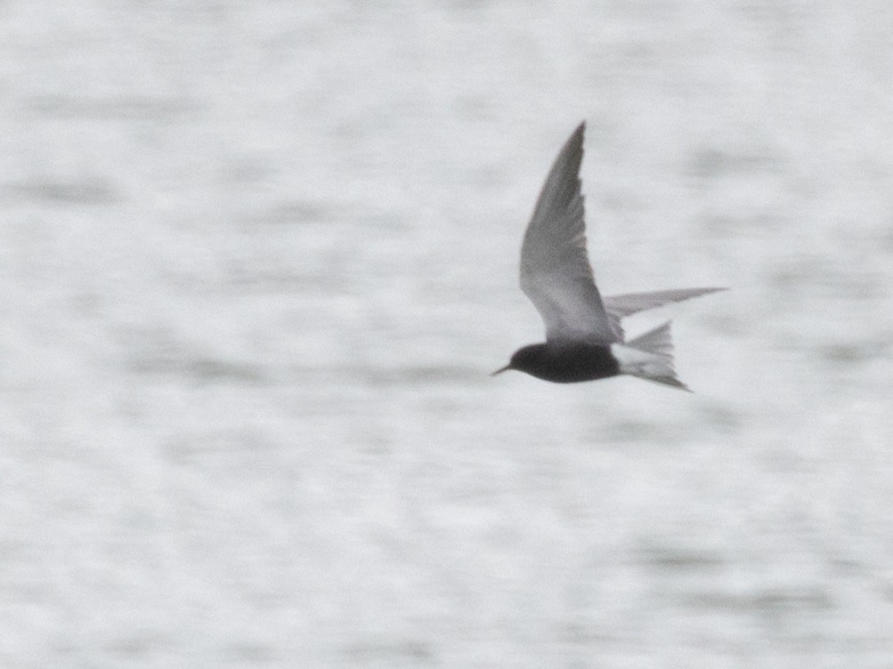 Black Tern - Diane Lepkowski