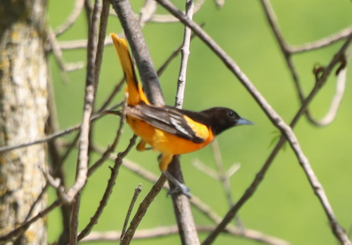 Baltimore Oriole - Charlotte Croshaw