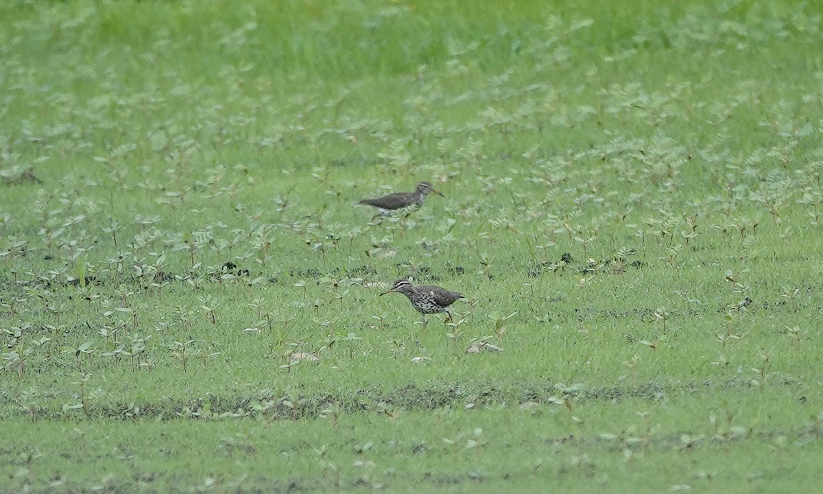 Spotted Sandpiper - Jane Mann