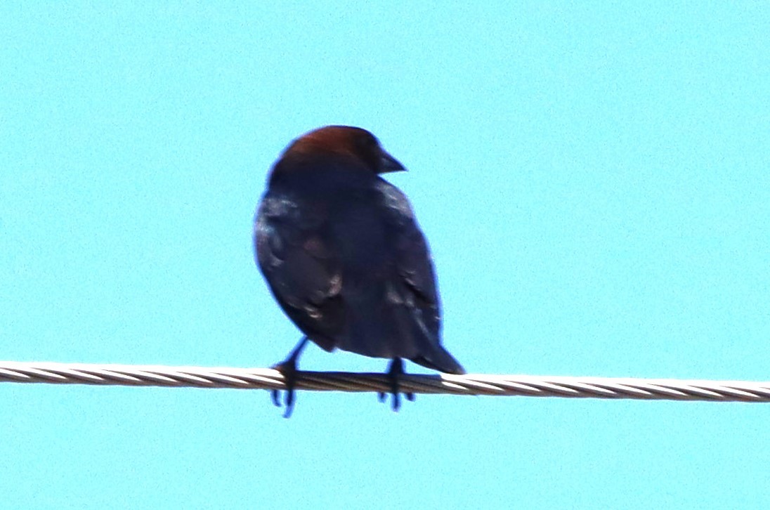 Brown-headed Cowbird - ML618955827