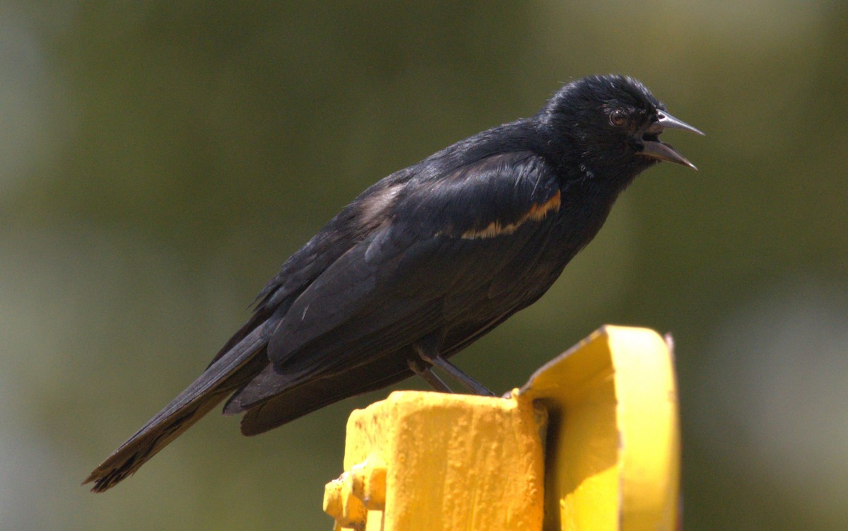 Tawny-shouldered Blackbird - Giuseppe Speranza