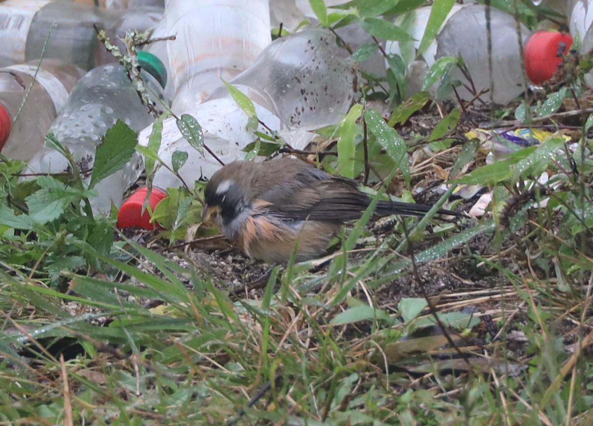 Many-colored Chaco Finch - Geoff Morse