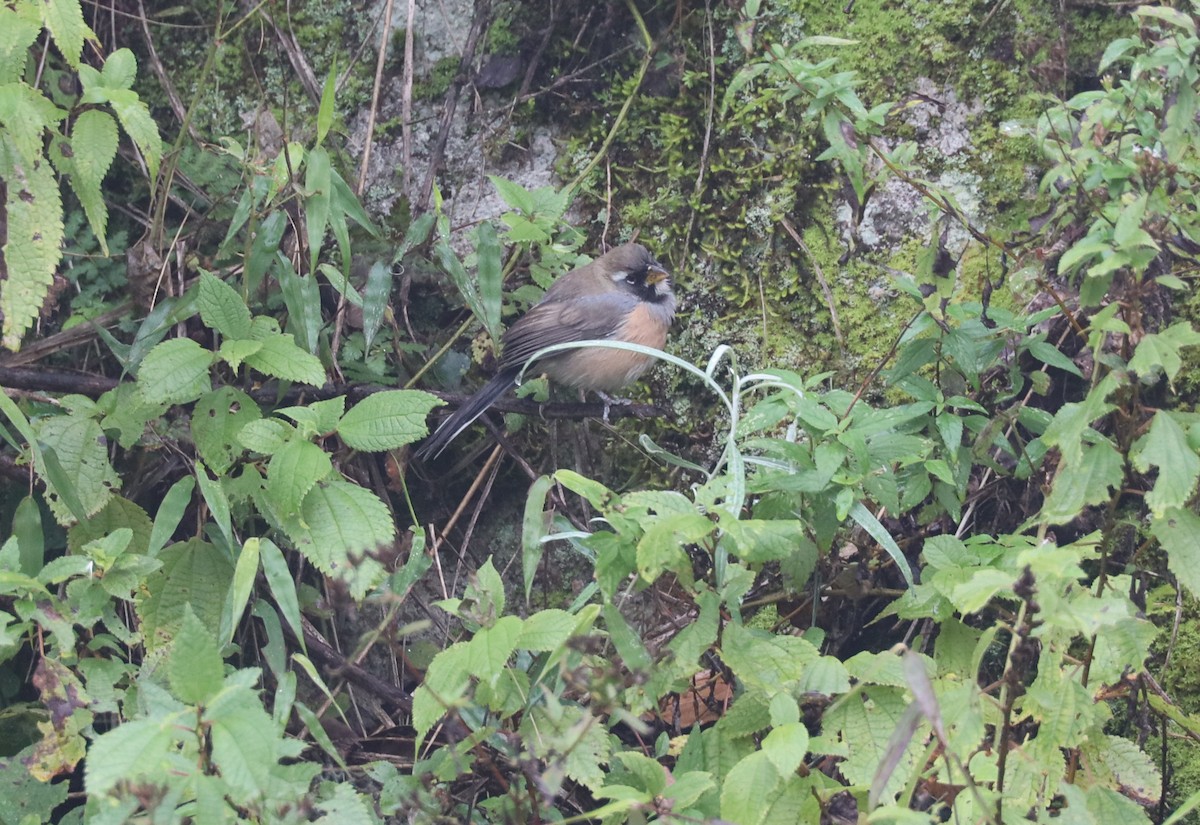 Many-colored Chaco Finch - Geoff Morse