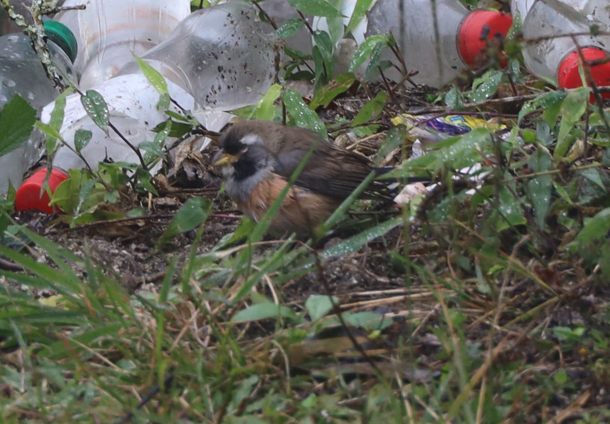 Many-colored Chaco Finch - ML618955837