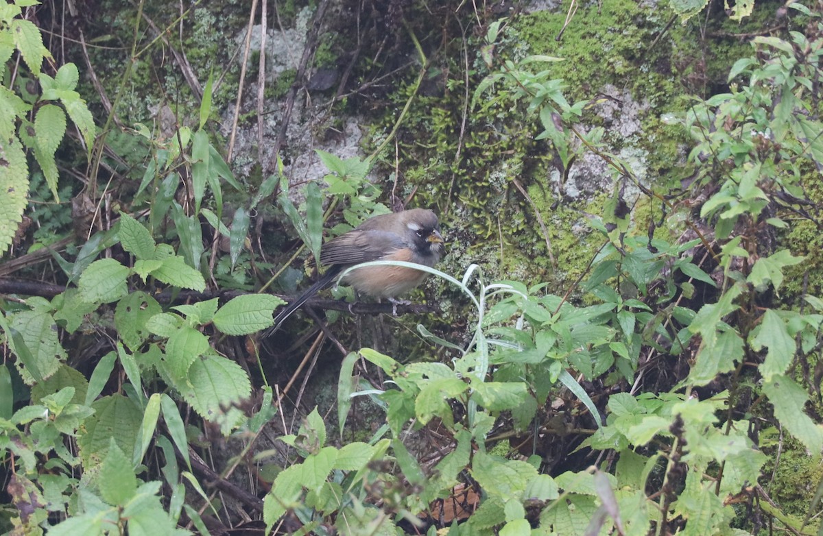 Many-colored Chaco Finch - ML618955841