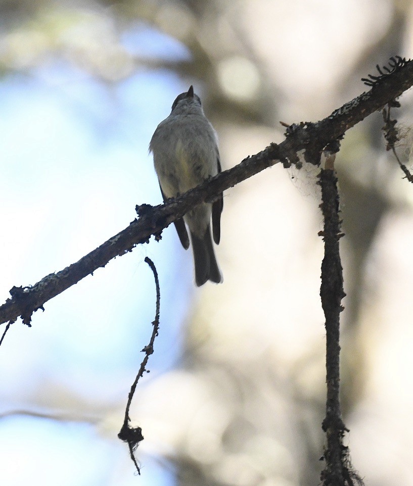 Hammond's Flycatcher - Sevilla Rhoads