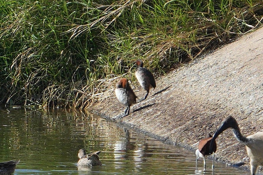 Little Grebe - ML618955888