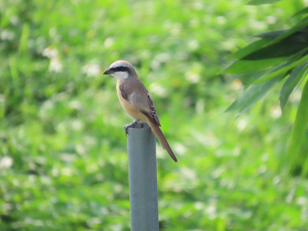 Brown Shrike (Brown) - ML618955900