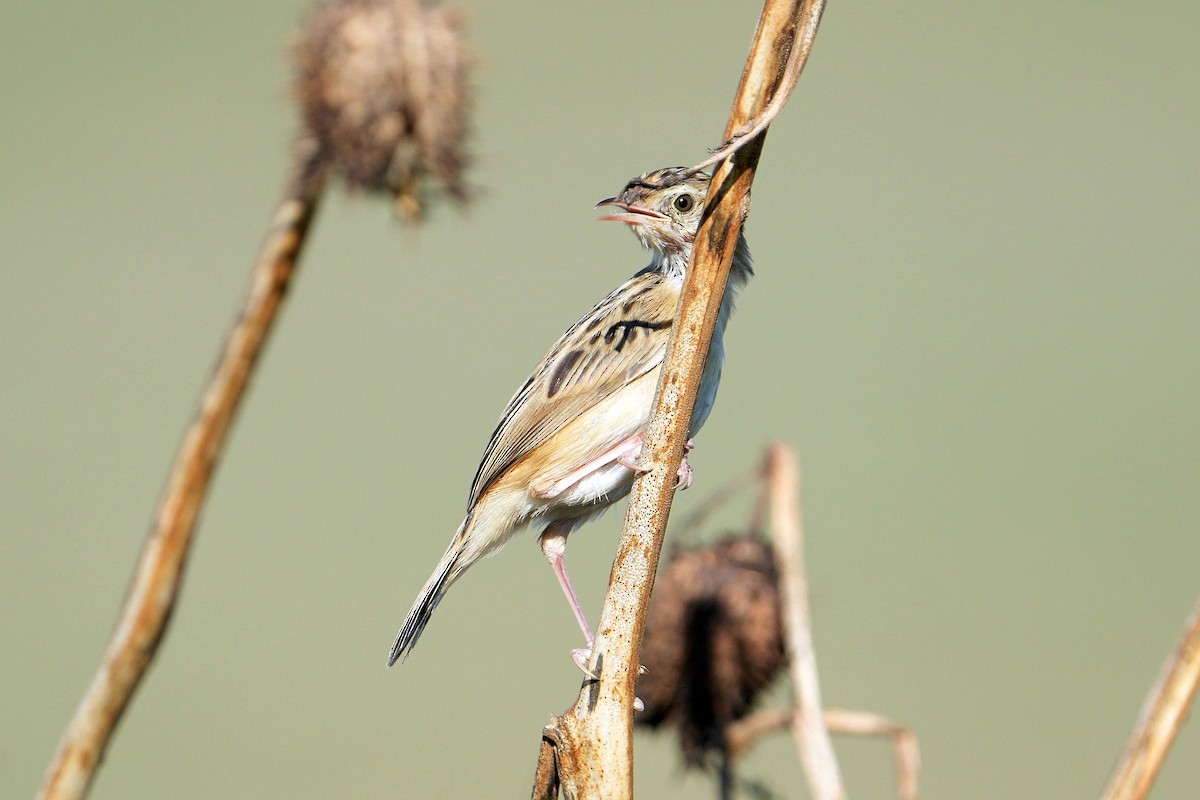 Zitting Cisticola - ML618955916