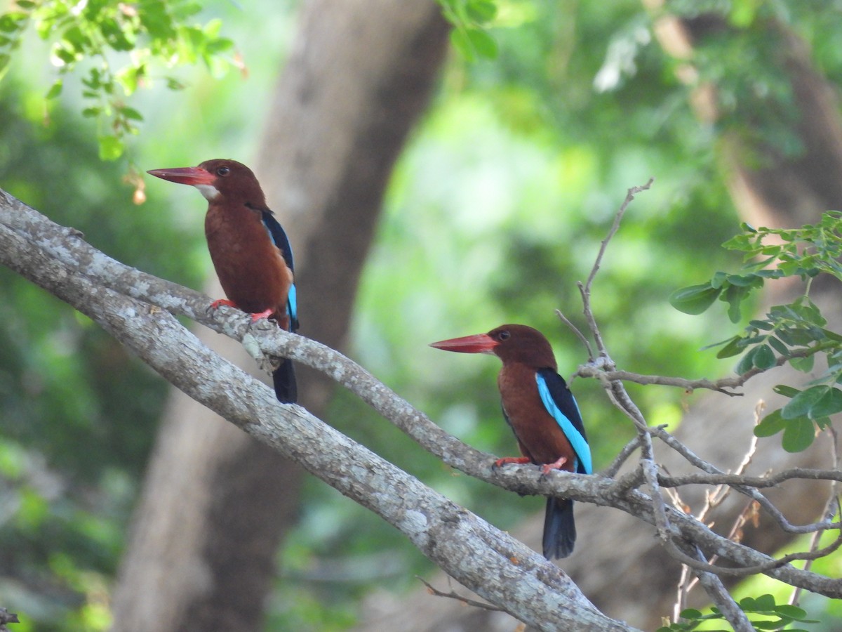 Brown-breasted Kingfisher - ML618955918