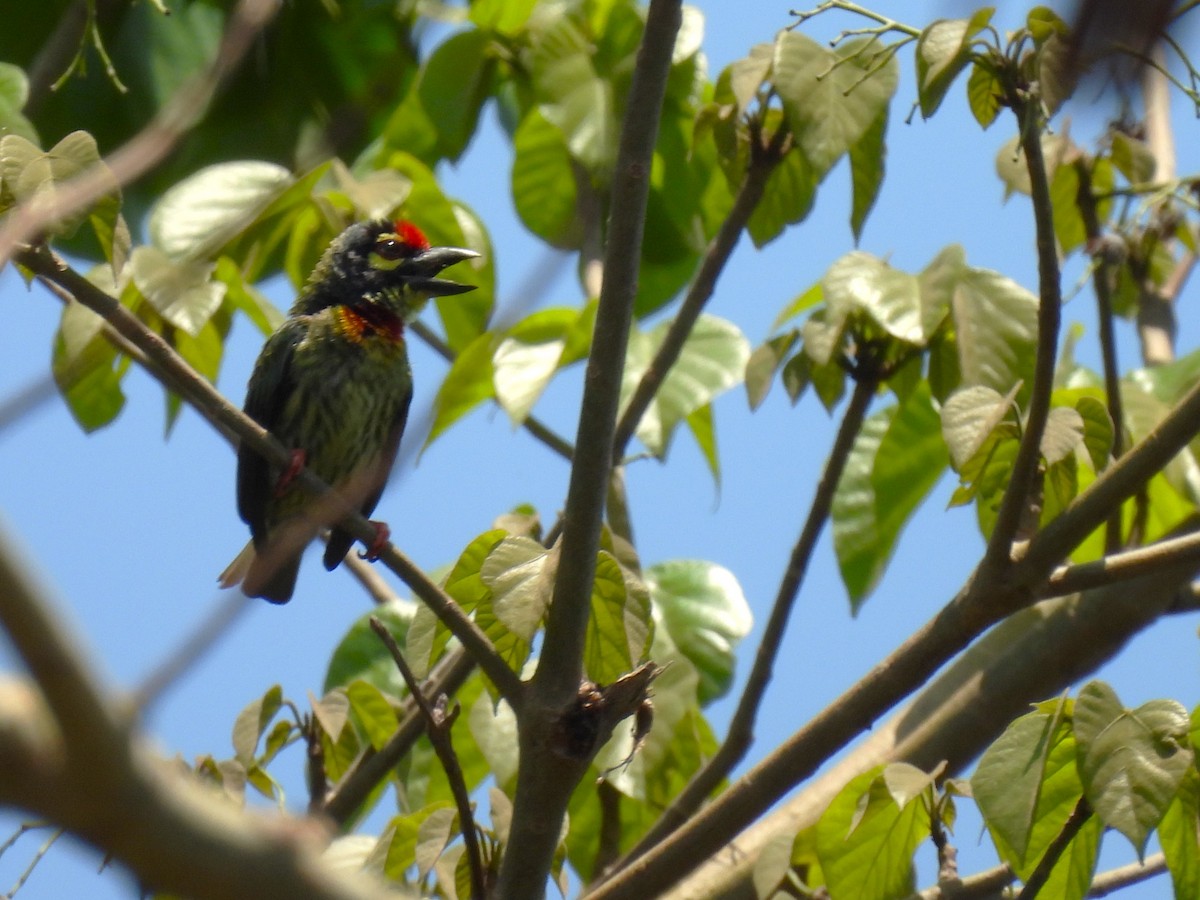 Coppersmith Barbet - Jorge De Ramos