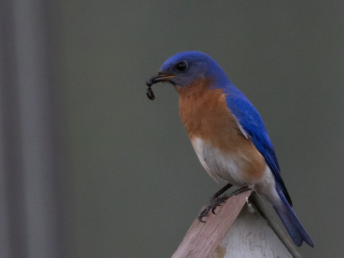 Eastern Bluebird - Diane Lepkowski