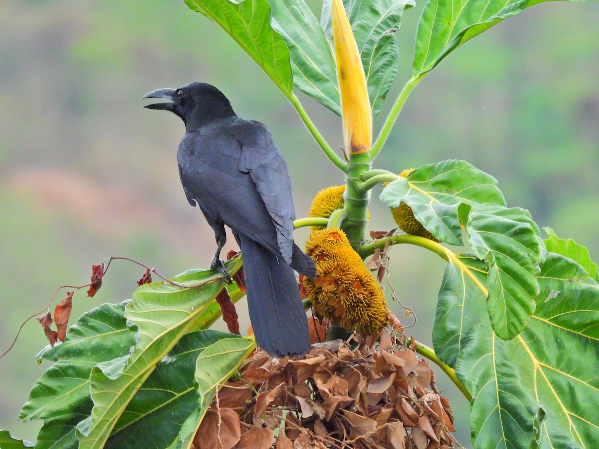 Large-billed Crow - Jorge De Ramos