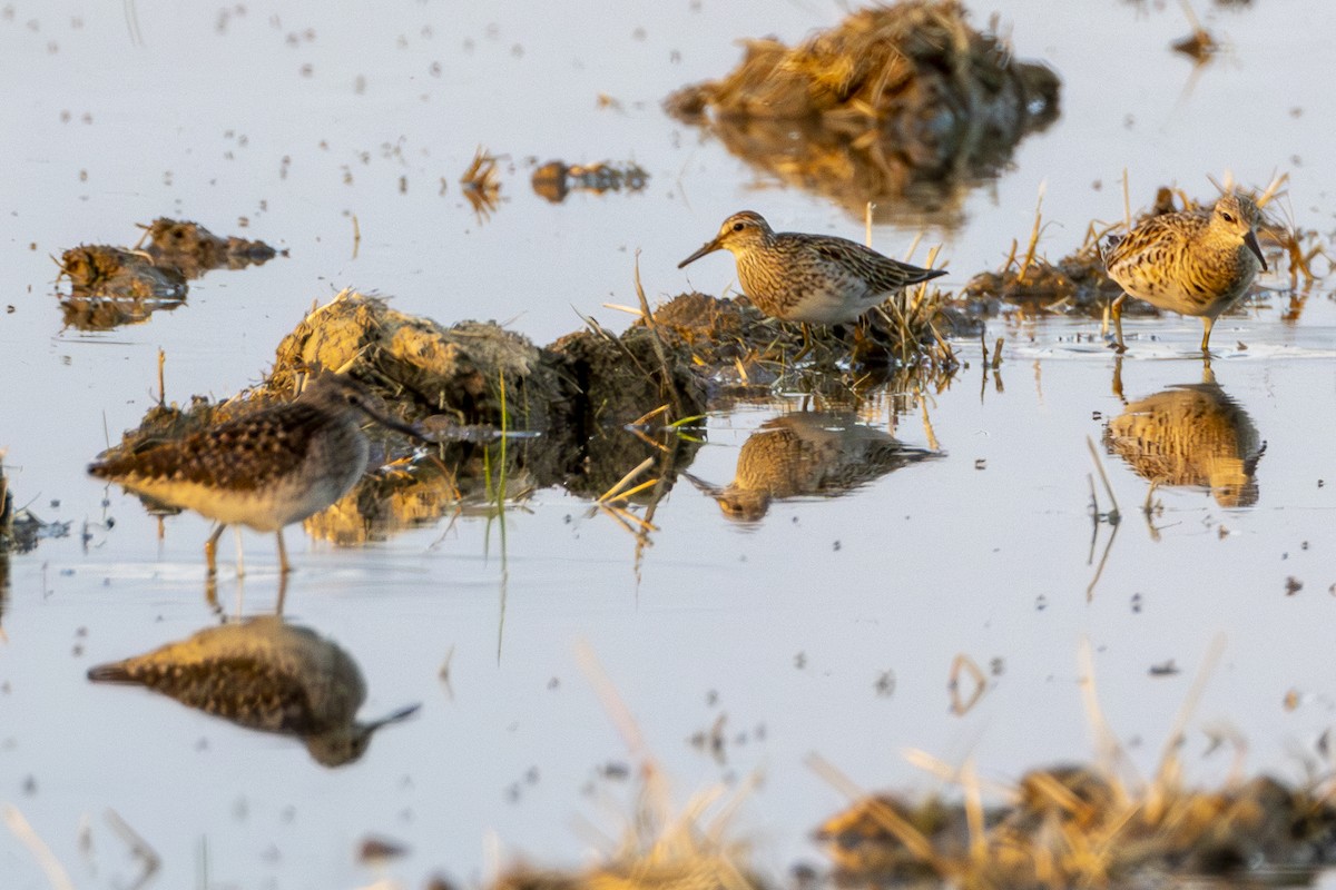 Pectoral Sandpiper - Karsten Schmale