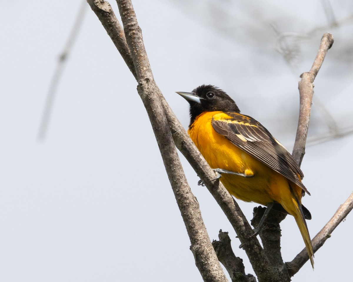 Baltimore Oriole - Diane Lepkowski