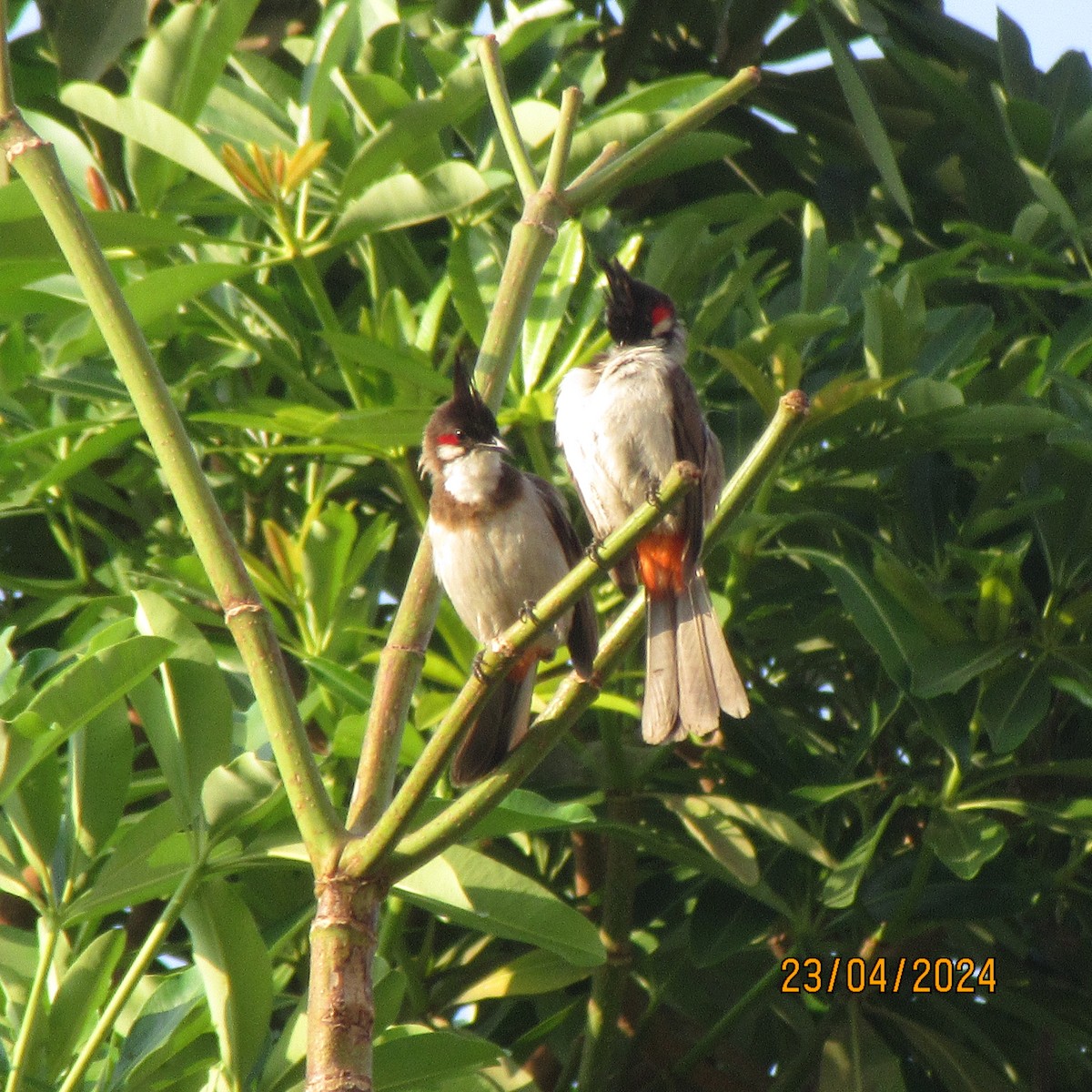 紅耳鵯 - ML618955973