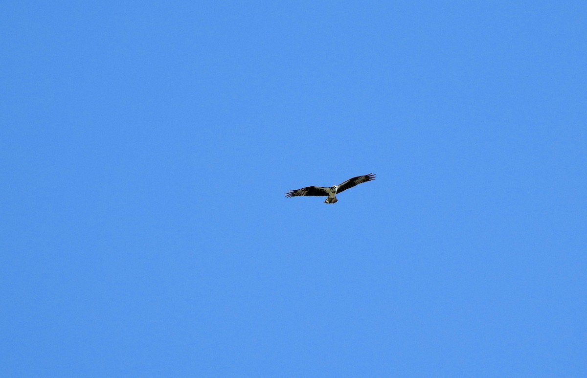 Загасч явлаг - ML618955976