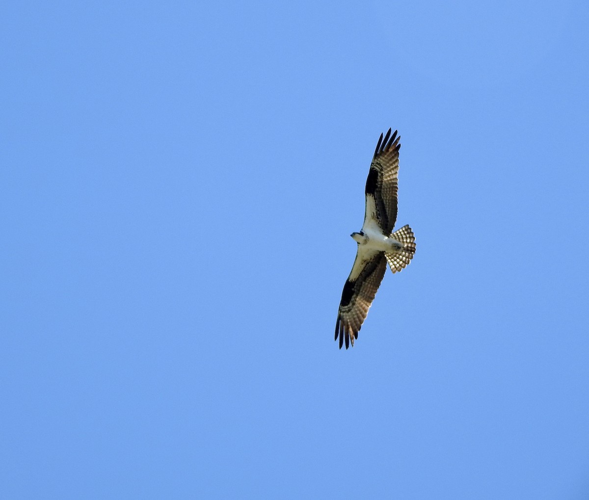 Загасч явлаг - ML618955977