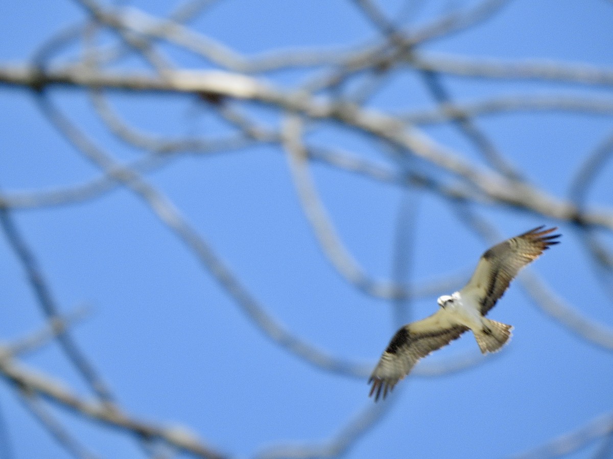 Загасч явлаг - ML618955978