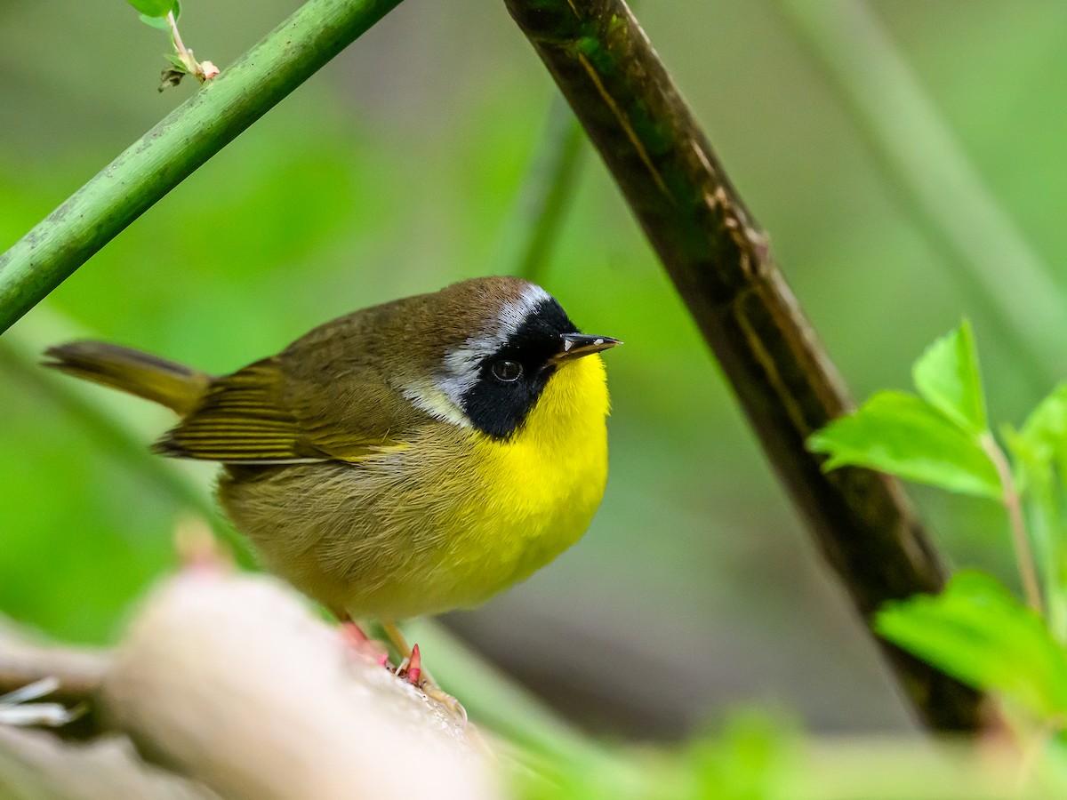 Common Yellowthroat - Clark Johnson