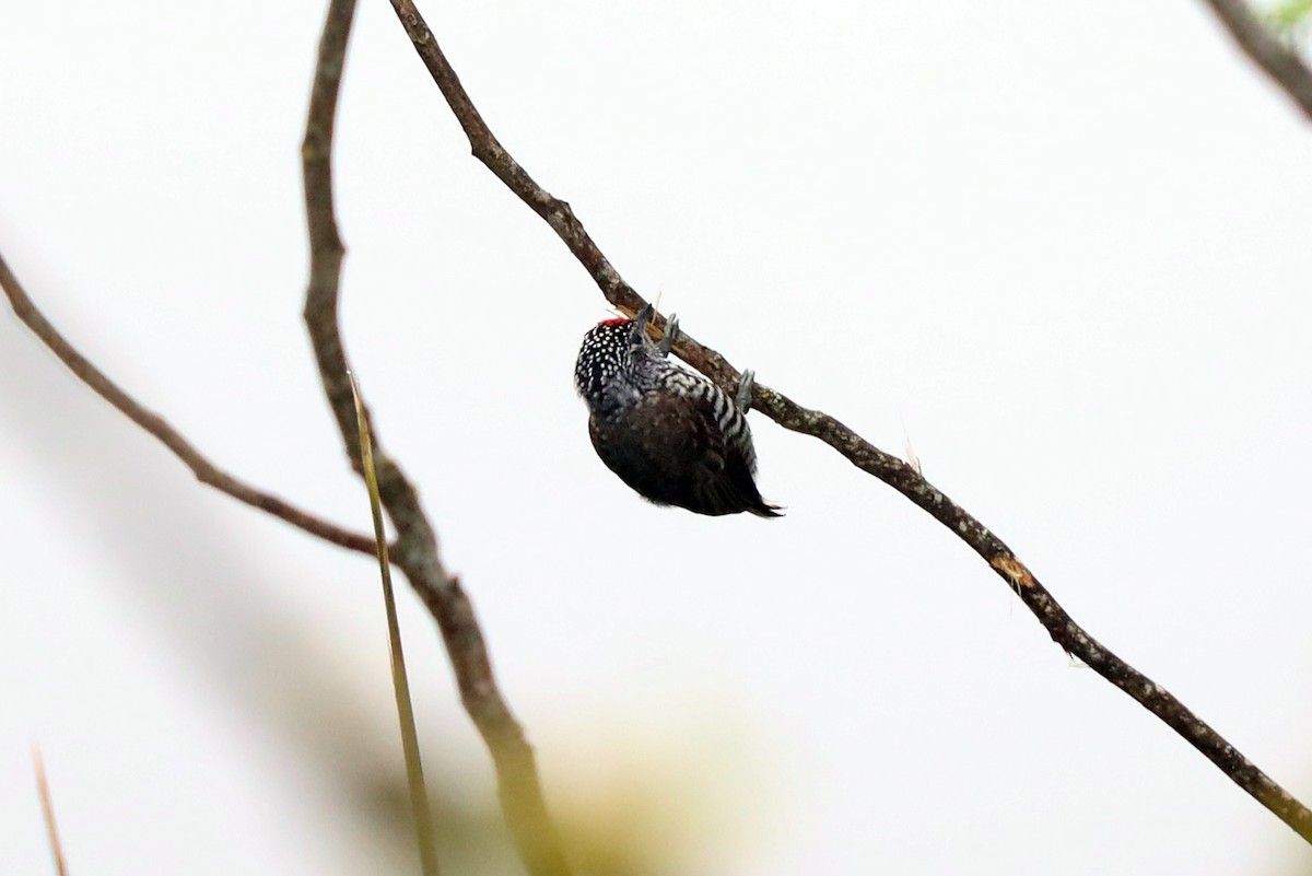 White-barred Piculet - ML618955983