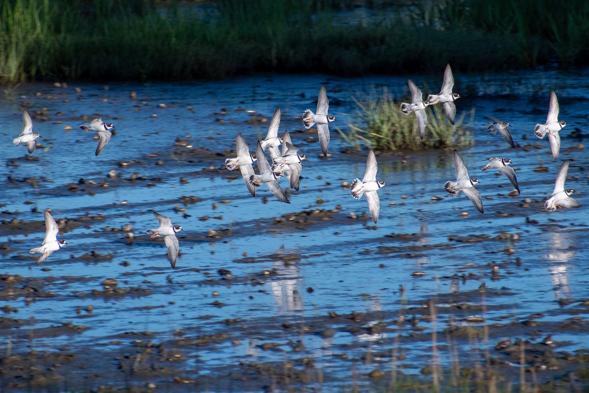 Semipalmated Plover - Charles Donnelly