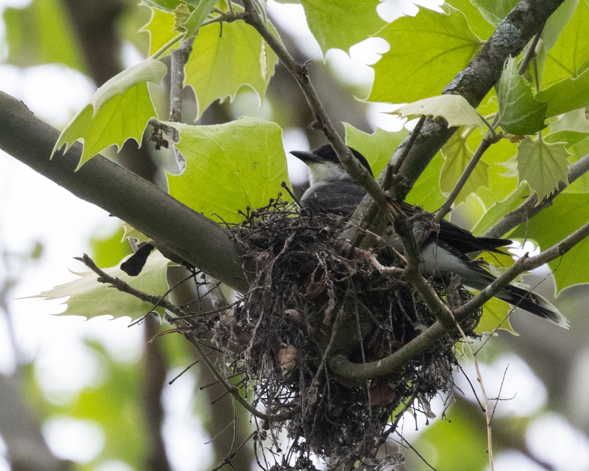 Eastern Kingbird - Diane Lepkowski