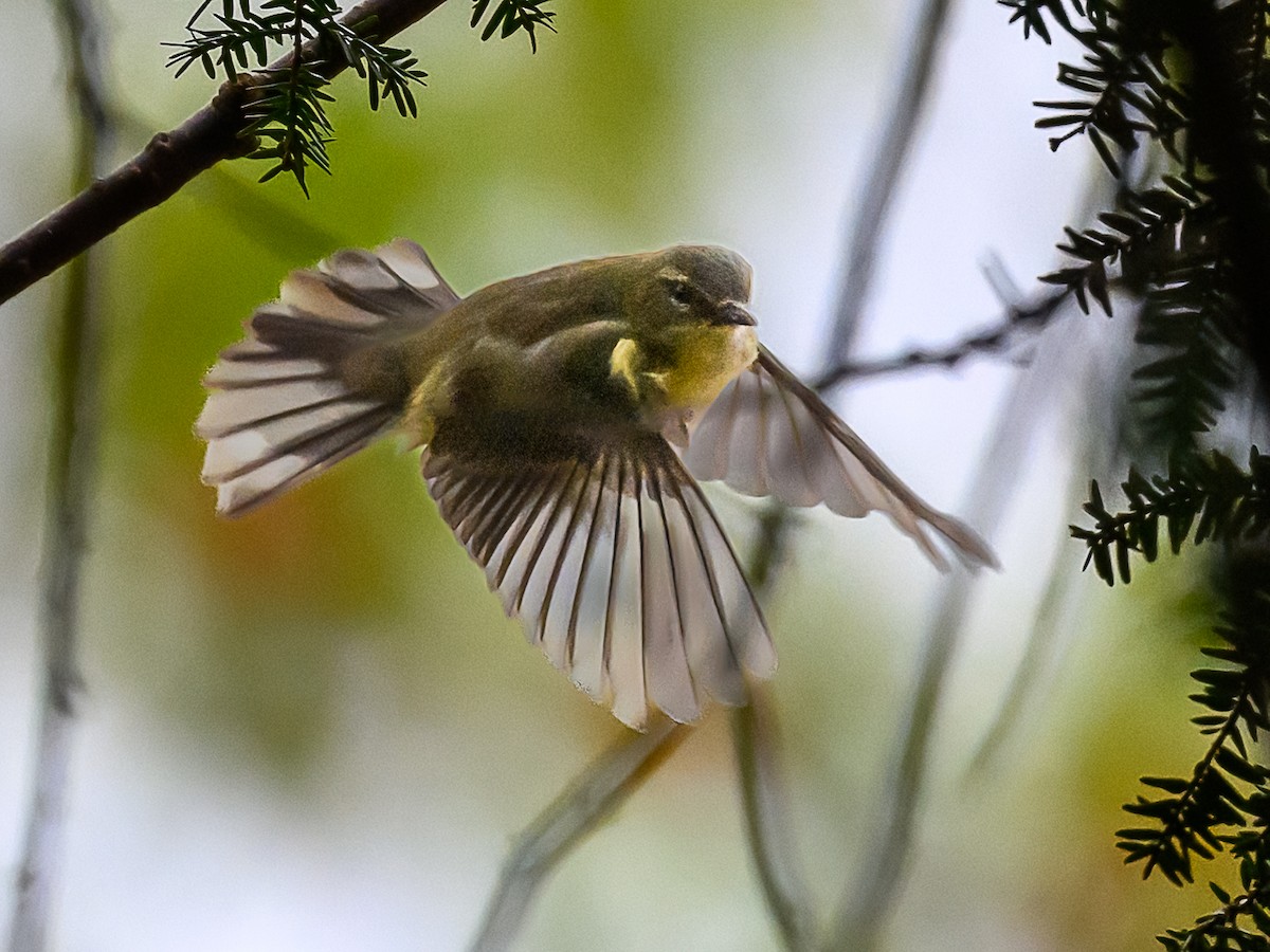 Black-throated Blue Warbler - Clark Johnson