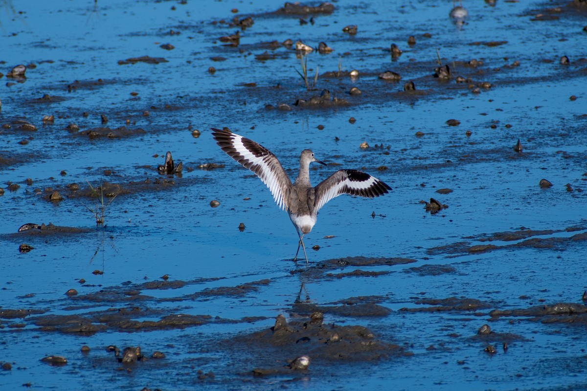 Willet - ML618956019