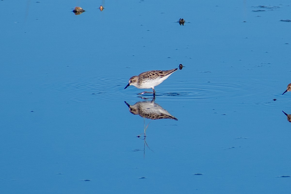 Semipalmated Sandpiper - Charles Donnelly