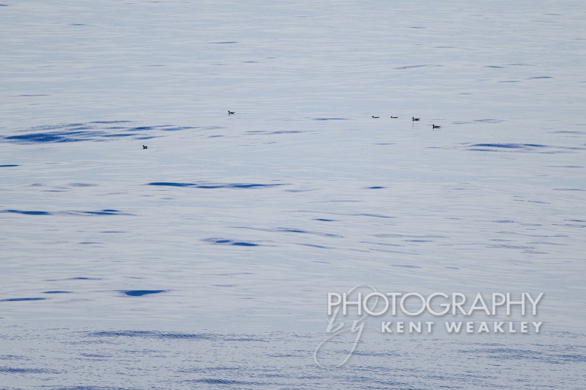 Cory's Shearwater - Kent Weakley