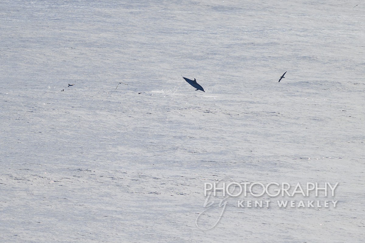 Cory's Shearwater - Kent Weakley