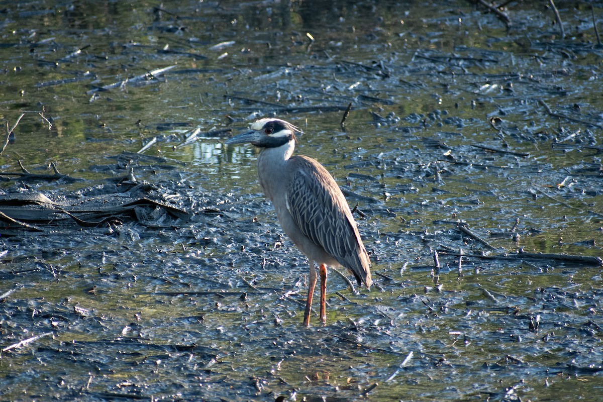 Yellow-crowned Night Heron - Charles Donnelly