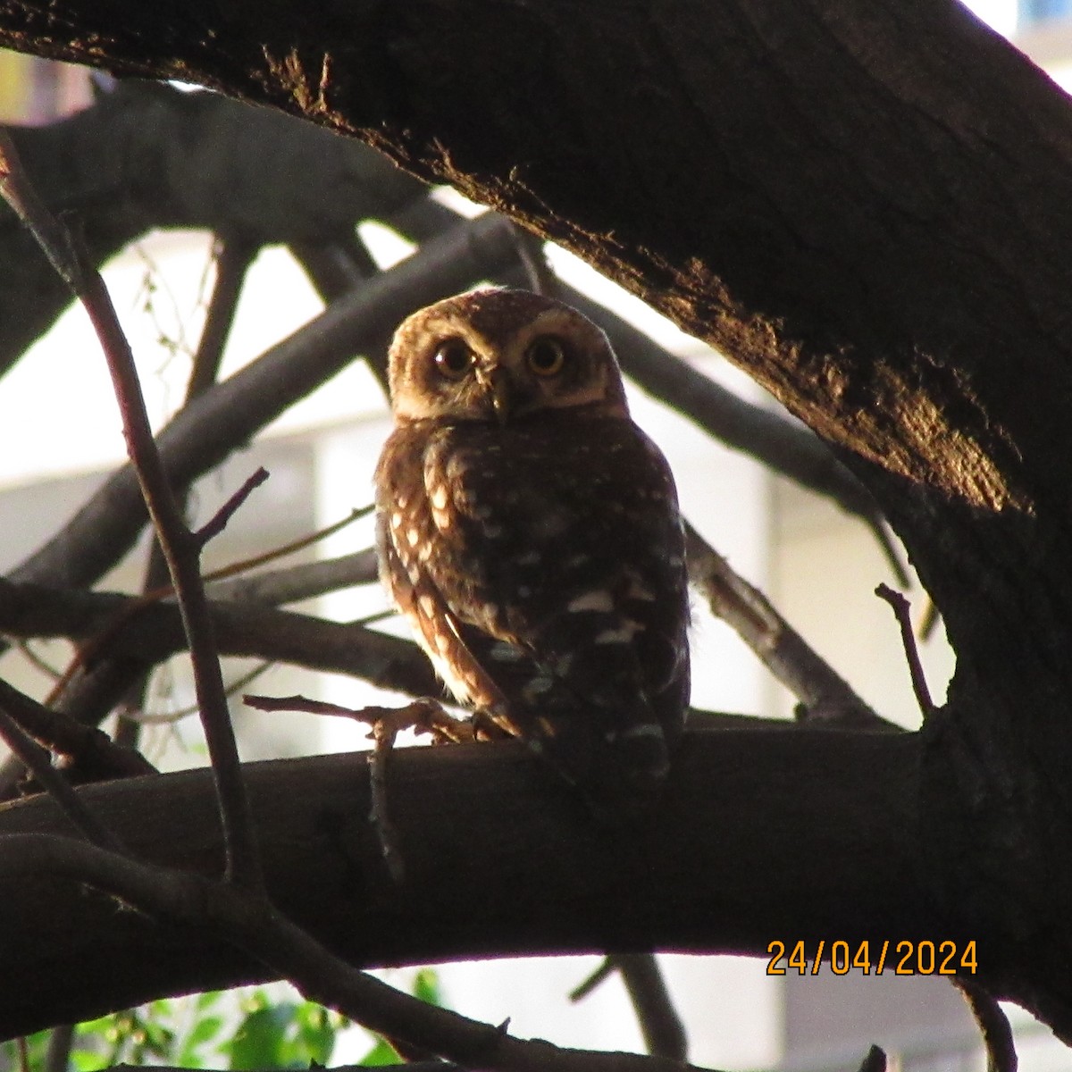 Spotted Owlet - ML618956067
