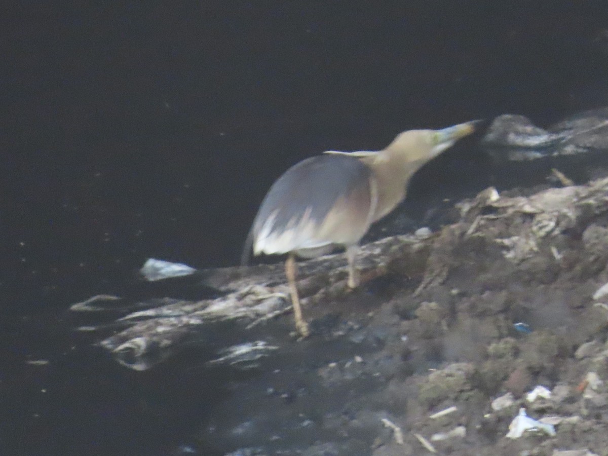 Indian Pond-Heron - Shilpa Gadgil