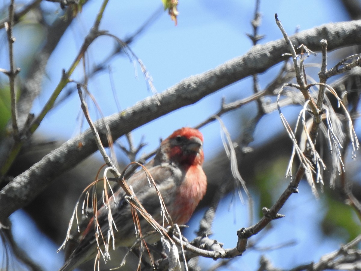 House Finch - ML618956085