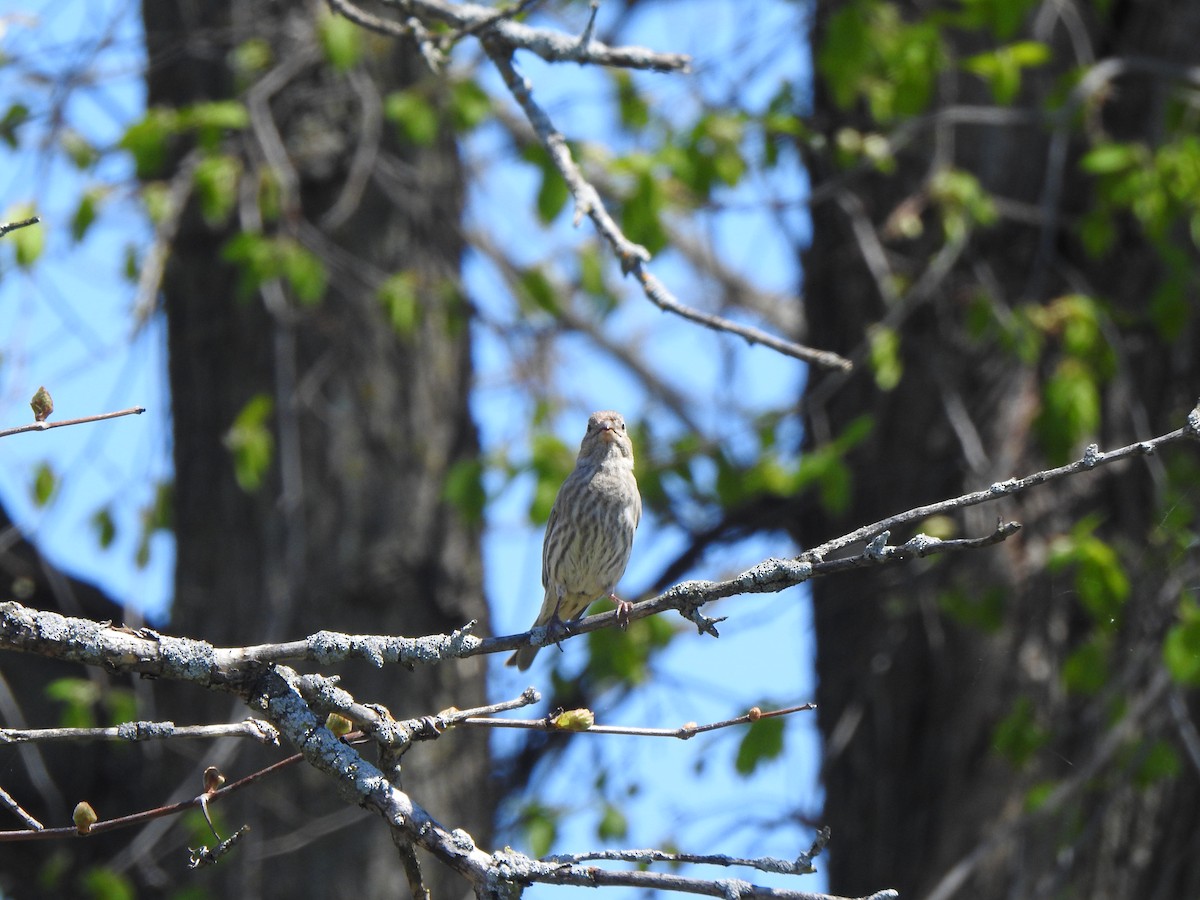 House Finch - ML618956088
