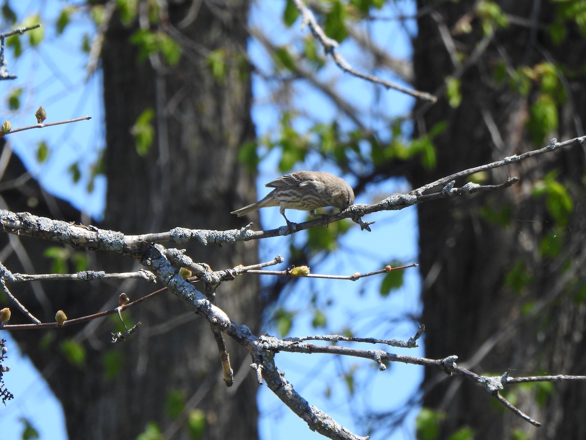 House Finch - ML618956090