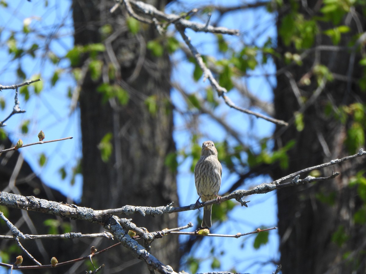 House Finch - ML618956092