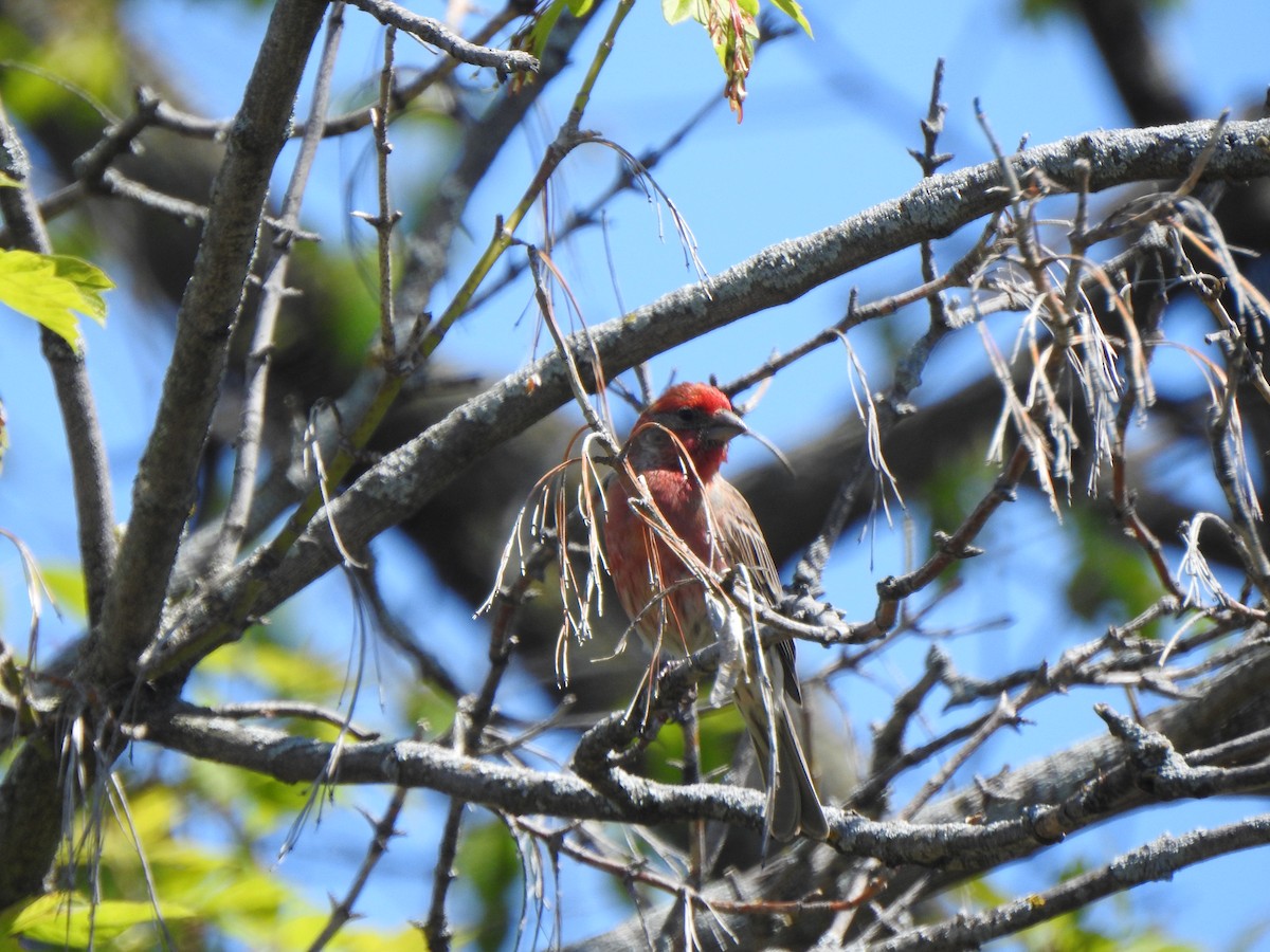 House Finch - ML618956093