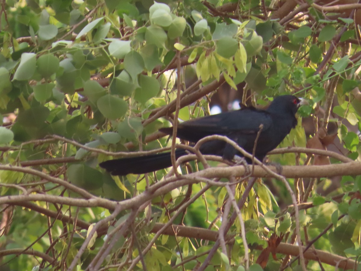 Asian Koel - Shilpa Gadgil