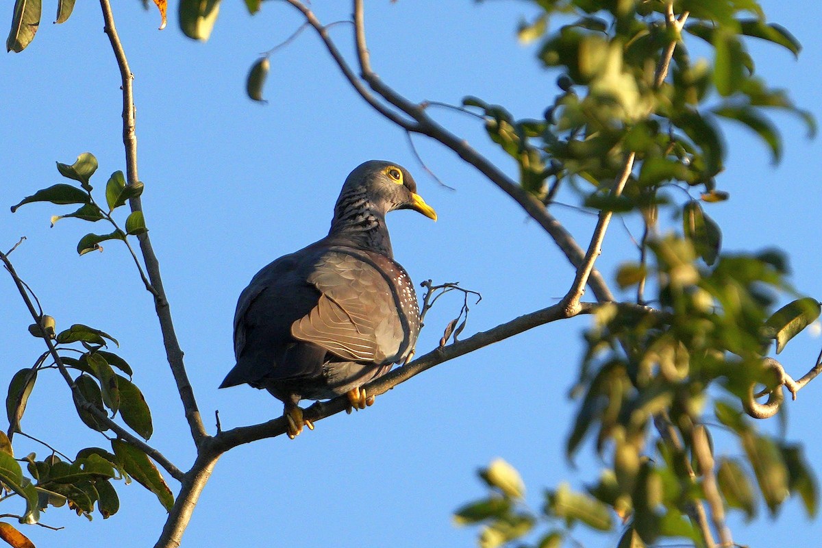 Rameron Pigeon - Dave Rimmer