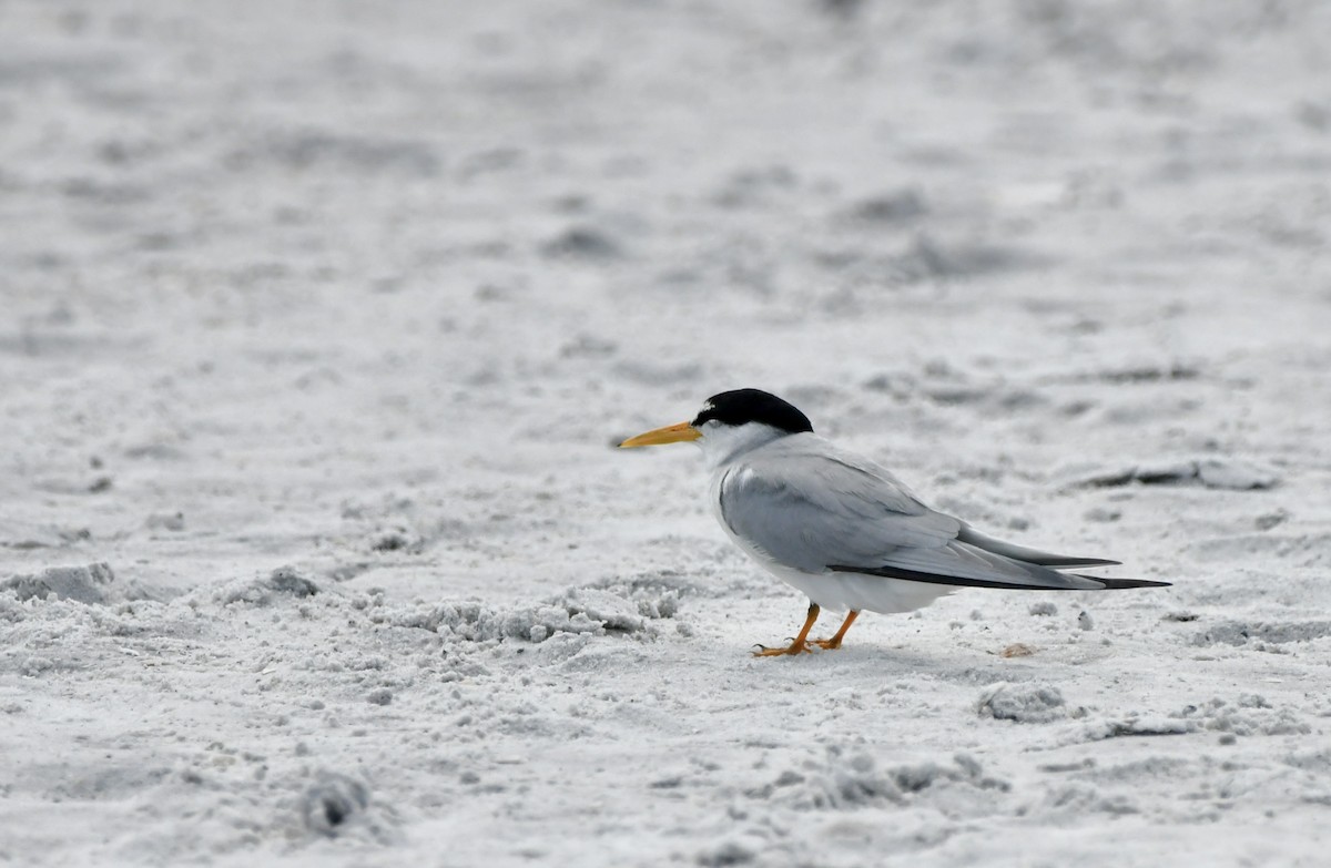 Least Tern - ML618956150