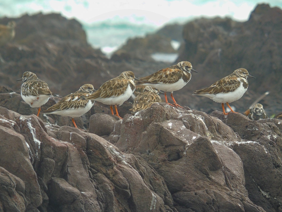 Ruddy Turnstone - ML618956160