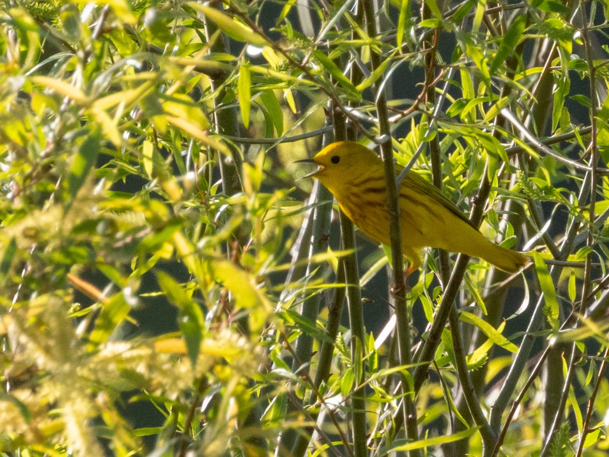 Yellow Warbler - ML618956162
