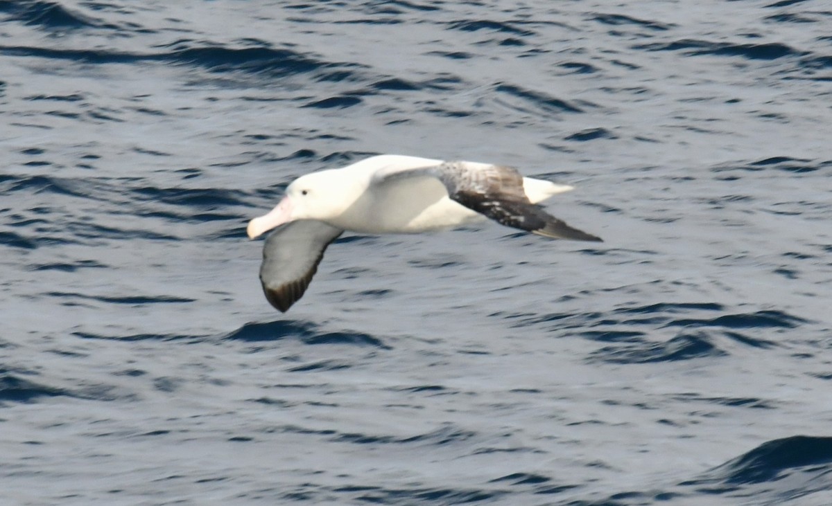 Snowy Albatross - Ron Sawyer