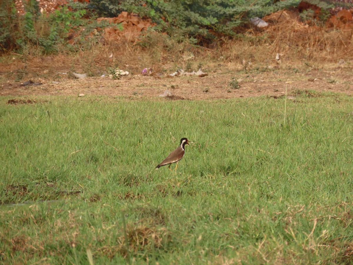 Red-wattled Lapwing - Shilpa Gadgil